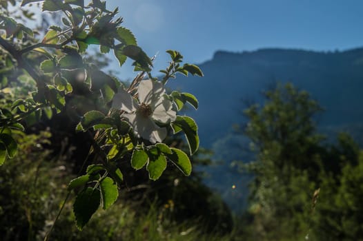 drome landscape