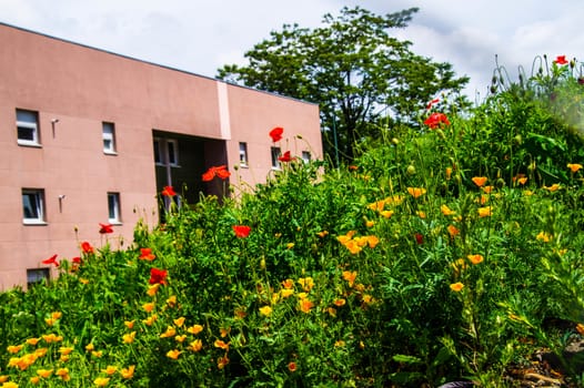 flowers in the city