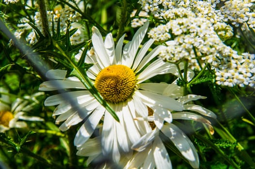 flowers in the city