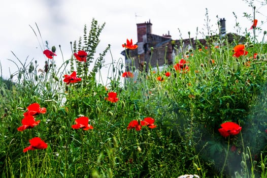 flowers in the city