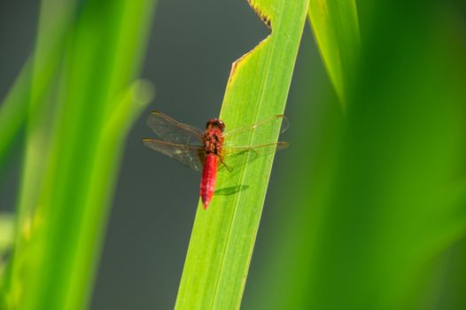 odonata,libellule,isere,france