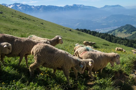 pass of ayes,sain pierre de chartreuse,isere,france