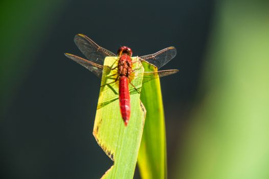 odonata,libellule,isere,france