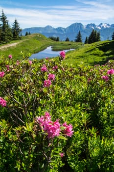 mountainous of belledone,isere,france