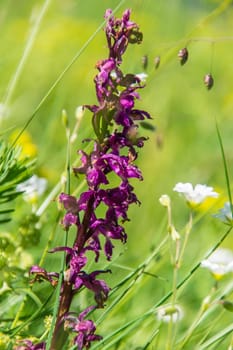 orchis,saint hilaire du touvet,isere,france'