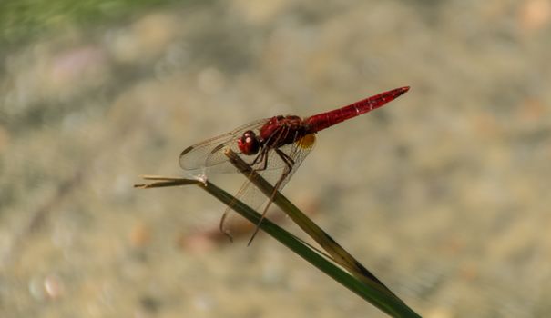 odonata,libellule,isere,france