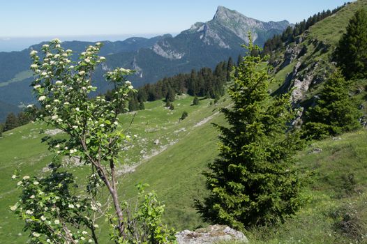 pass of pravouta,saint pierre de chartreuse,isere,france