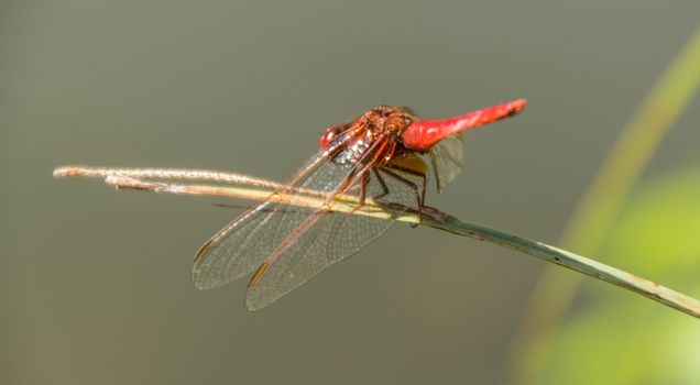 odonata,libellule,isere,france