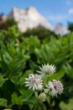 Astrantia major