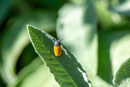 Clytra quadripunctata on sage leaf in the sun