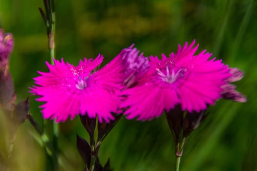 dianthus,loire,france