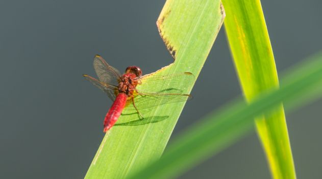 odonata,libellule,isere,france