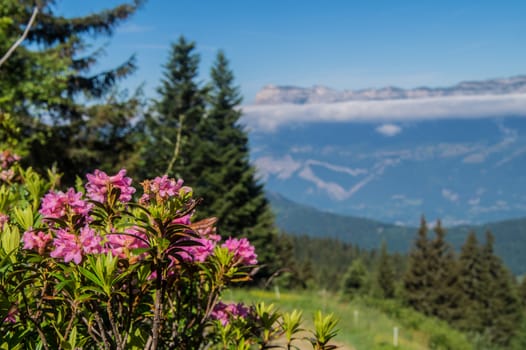 mountainous of chartreuse,isere,france