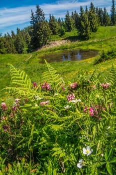 mountainous of belledone,isere,france