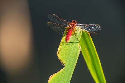 odonata,libellule,isere,france