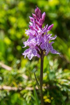 orchis,isere,france