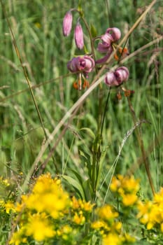 lilium martagon,loire,france