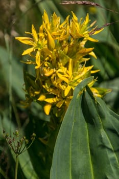 gentiana lutea,jasserie of colleine,loire,france