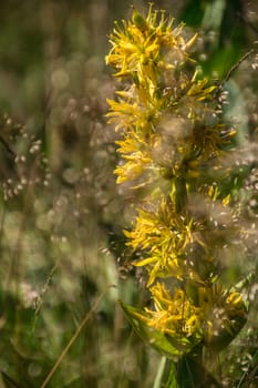 gentiana lutea,jasserie of colleine,loire,france