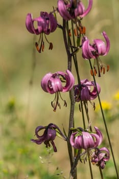 lilium martagon,loire,france