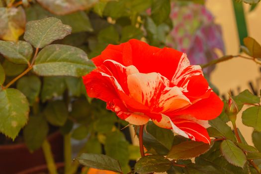 It has large, loose, striking blooms that are a bright orange-red in colour with streaks of cream and white running through the petals, making an attractive contrast with the matt green foliage. 'Hanky Panky' will reach a height of around 60cms (2ft)