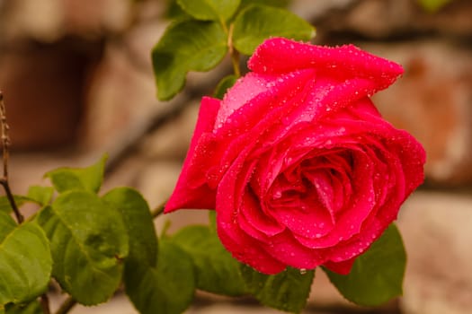 Close-up of a rose wetted by spring rain
