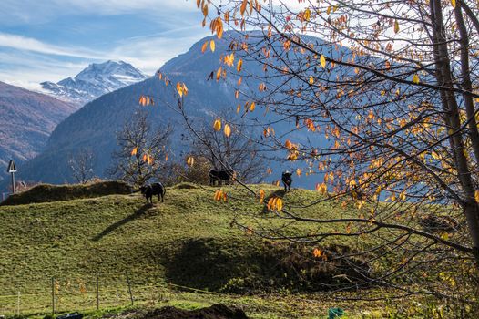 bodma,valais,swiss