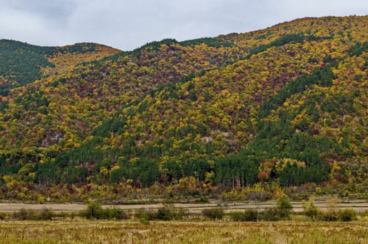 Colorful autumn   forest with coniferous and deciduous trees, road and glade in the Balkan mountain, near Kazanlak, Bulgaria