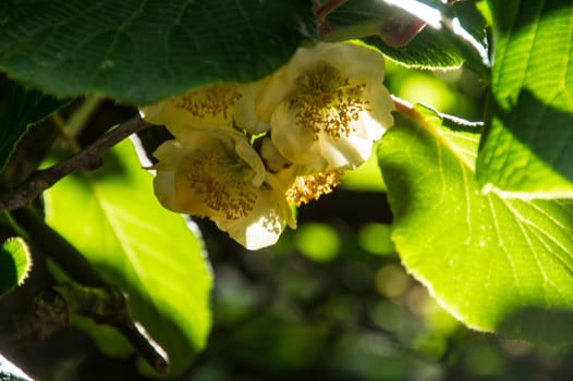 flowers kiwi,ardeche,france