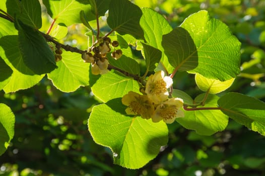 flowers kiwi,ardeche,france