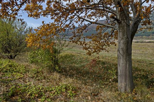 Colorful autumn   forest with coniferous and deciduous trees, road and glade in the Balkan mountain, near Kazanlak, Bulgaria