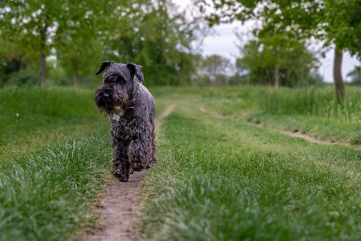 black dog running down the trail.