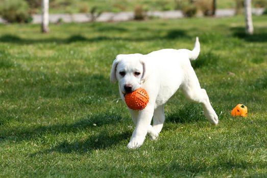 the sweet yellow labrador playing in the park