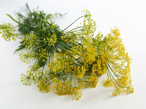 Inflorescences of dill on the branches are collected in a bouquet lie on the table