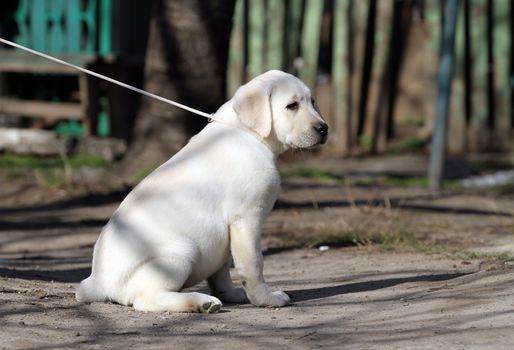 a yellow labrador playing in the park