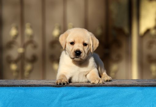 the little labrador puppy on a blue background