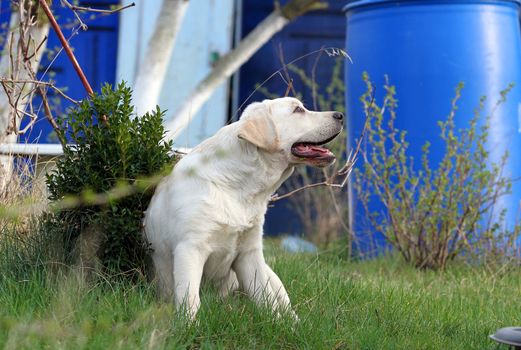 sweet yellow labrador playing in the park