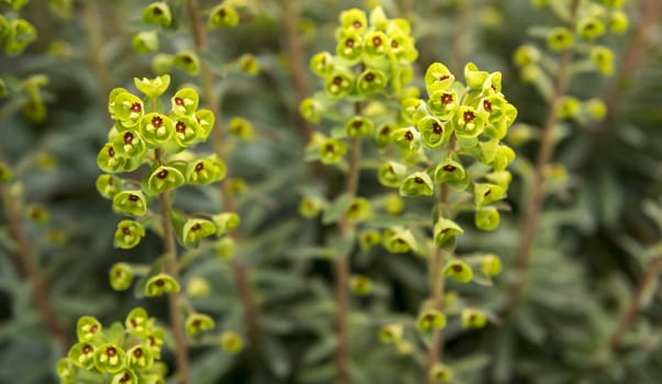 detail of green leaves and flowers of plant growing in a garden