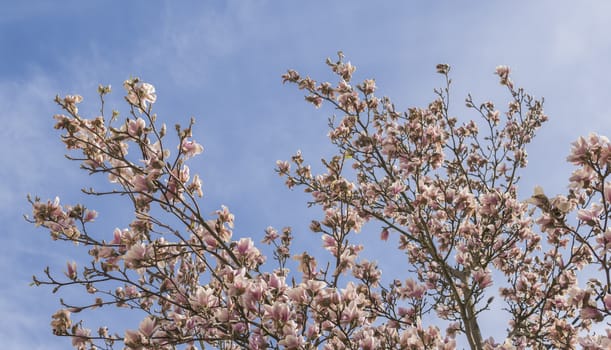 blossom of magnolia flowers growing on a tree during sunny day at the beginning of spring