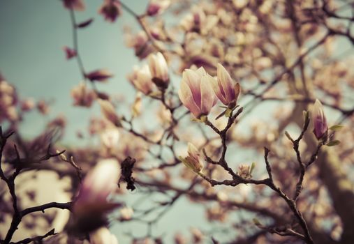 blossom of magnolia flowers growing on a tree during sunny day at the beginning of spring