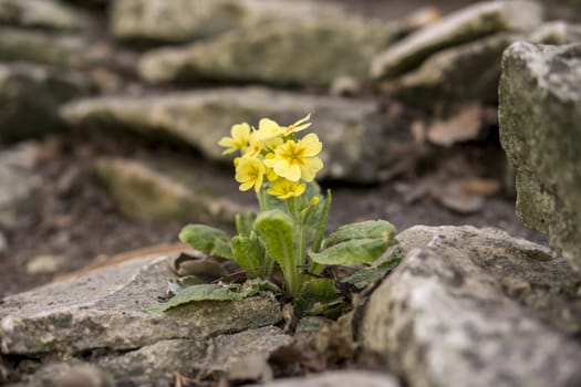 detail of small yellow flower growing on a limestone rocks during springtime