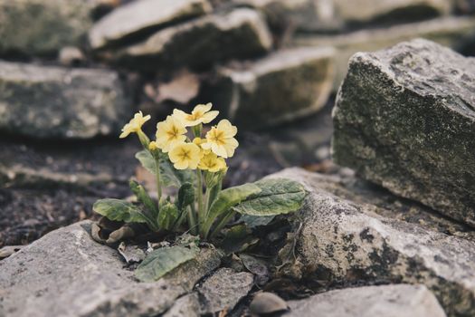 detail of small yellow flower growing on a limestone rocks during springtime