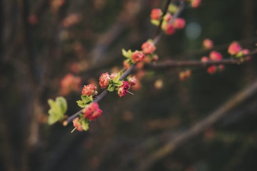 detail of buds of prunus triloba during spring season