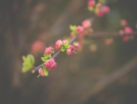 detail of buds of prunus triloba during spring season