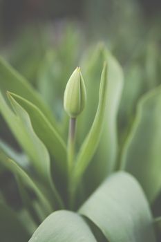 close up of buds of tulip flower growing in a garden