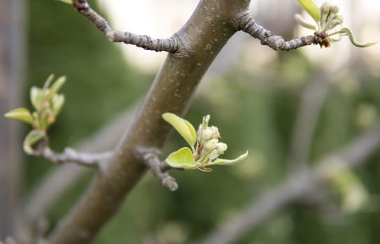 detail of buds of apple tree at the beginning of spring