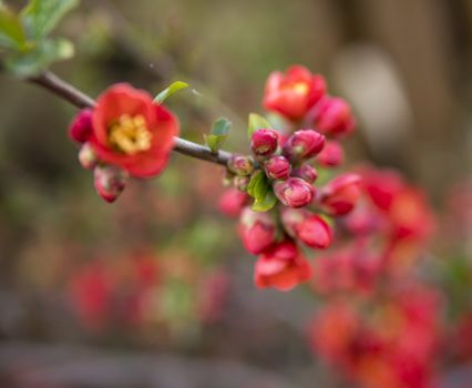 detail of red flowers of quince plant during spring season