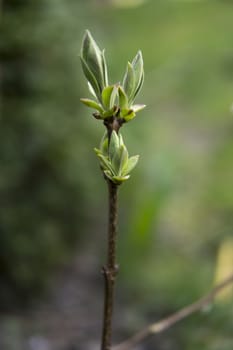 detail of small leaves growing from a branch at the beginning of spring