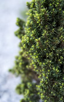 close up of small green needles growing on a tiny tree