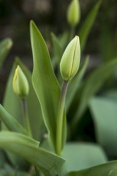 close up of buds of tulip flower growing in a garden